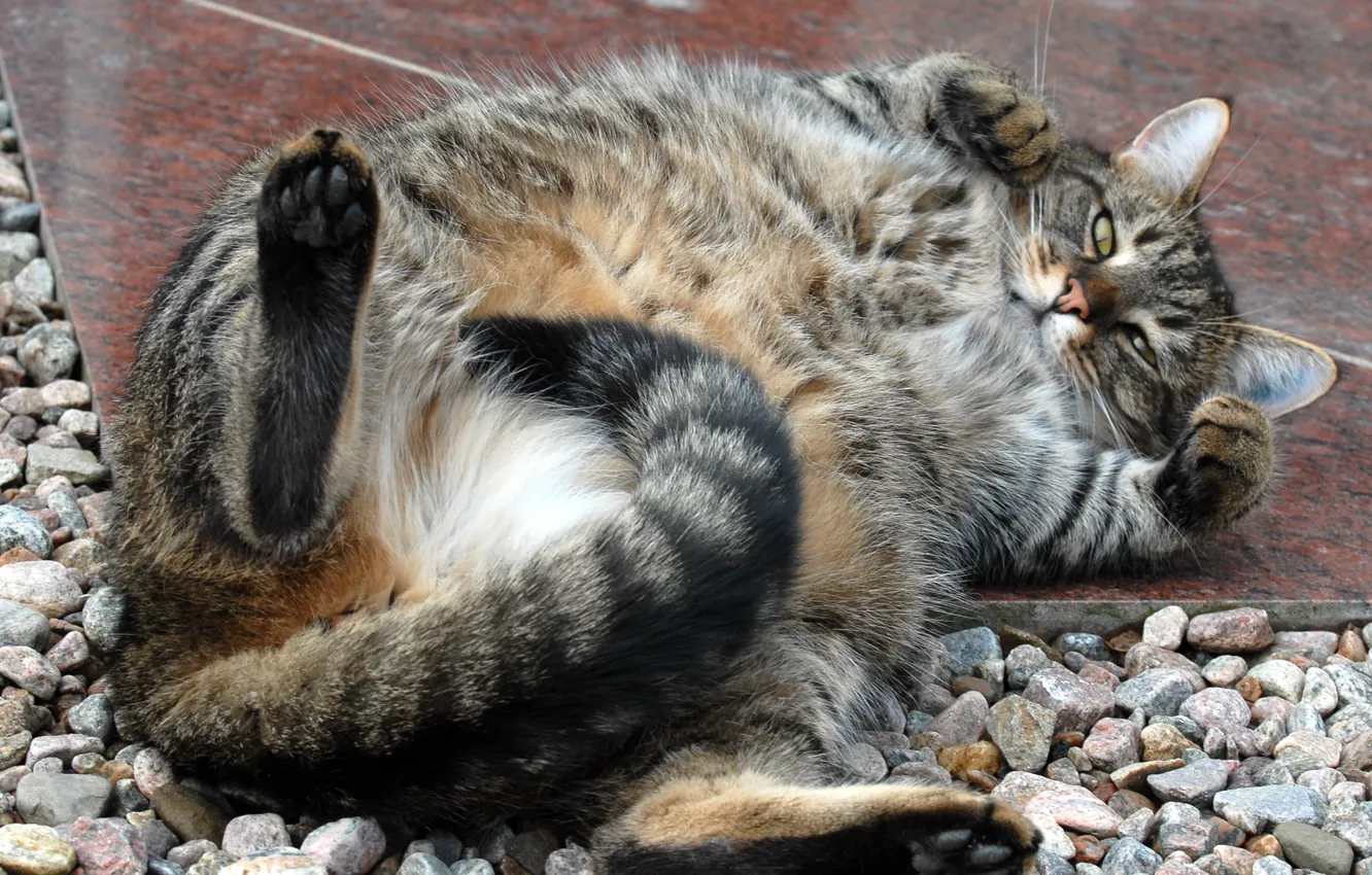 Photo wallpaper cat, lies, thick, Striped