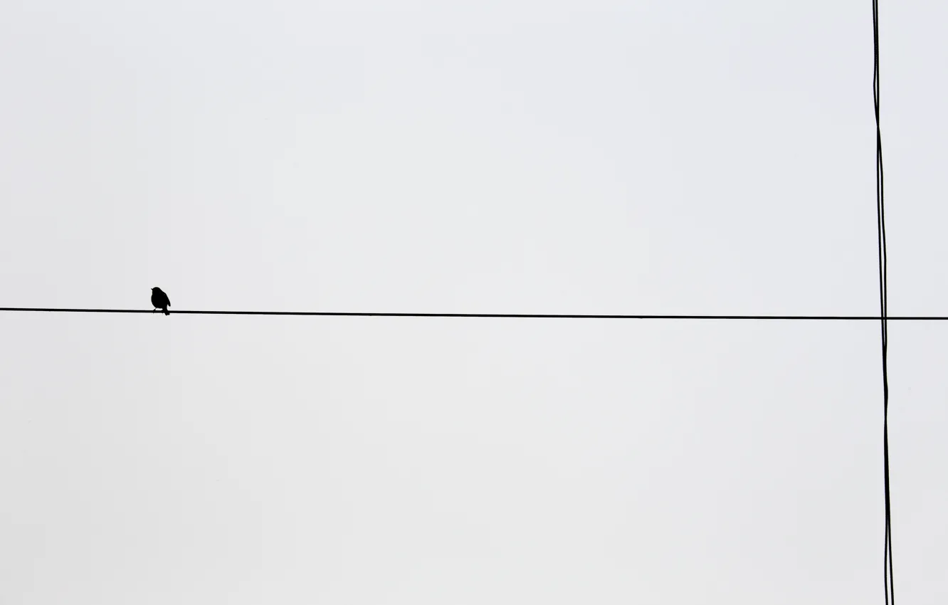 Photo wallpaper background, bird, wire
