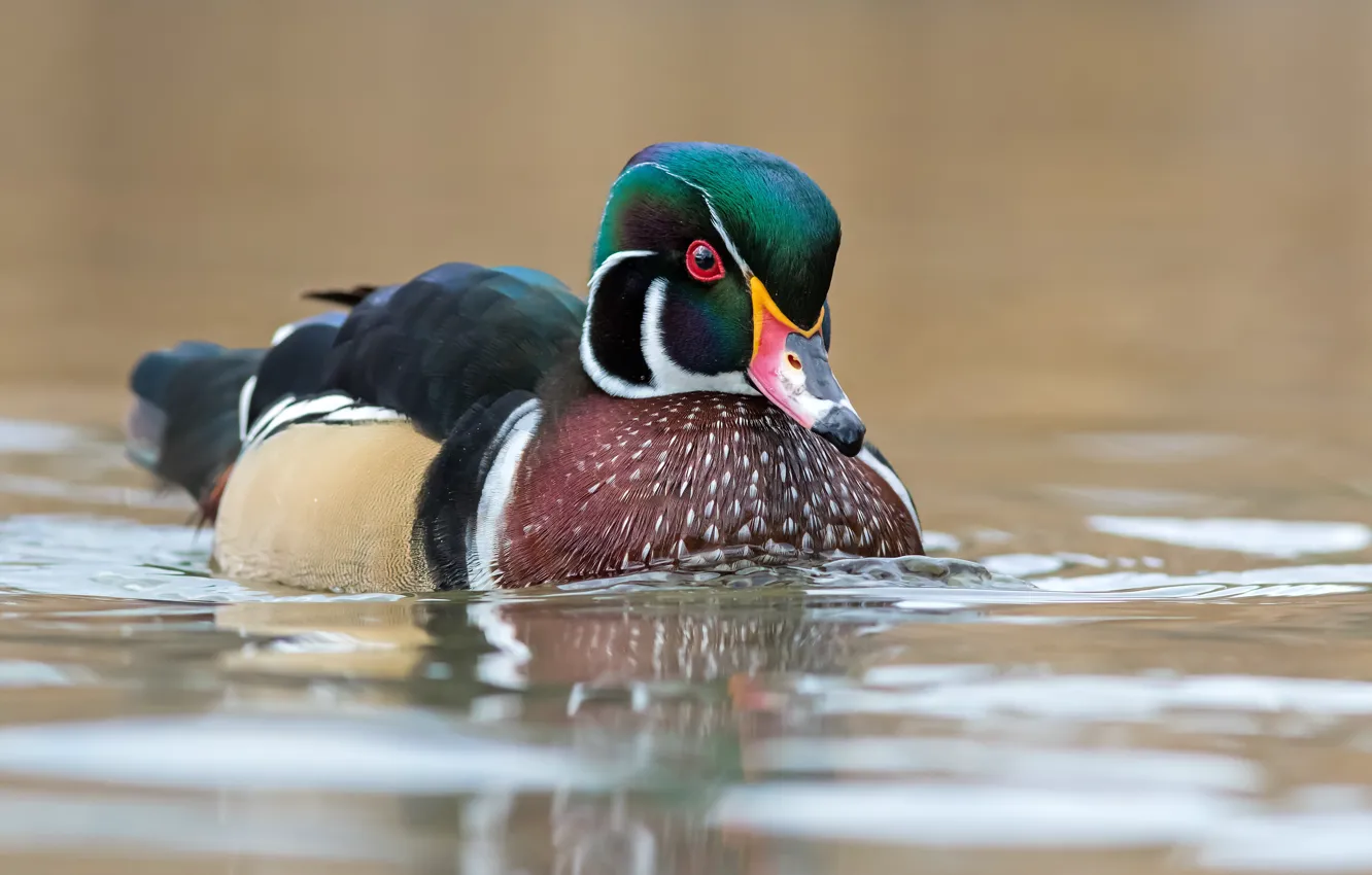 Photo wallpaper duck, pond, bird, karolinka, wood duck