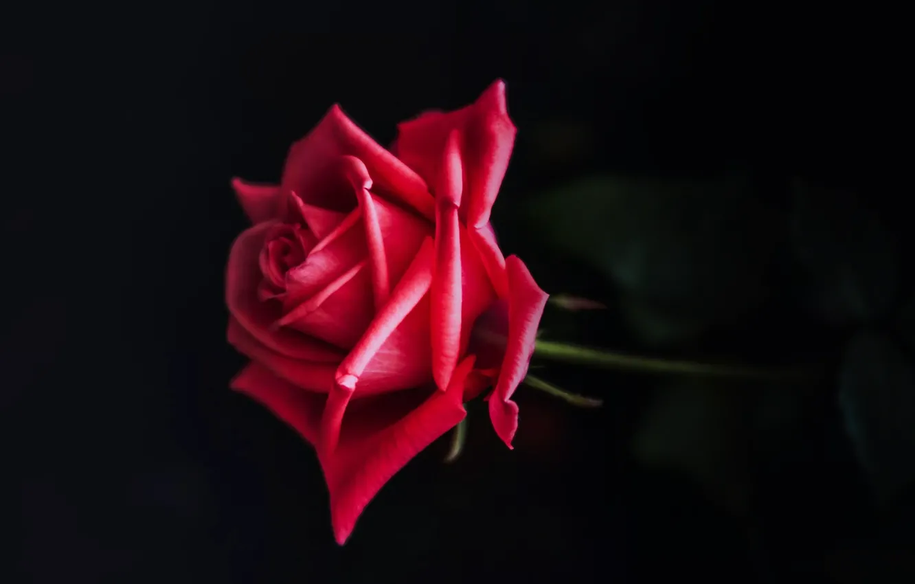 Photo wallpaper red, rose, flower, plant, close up, bloom
