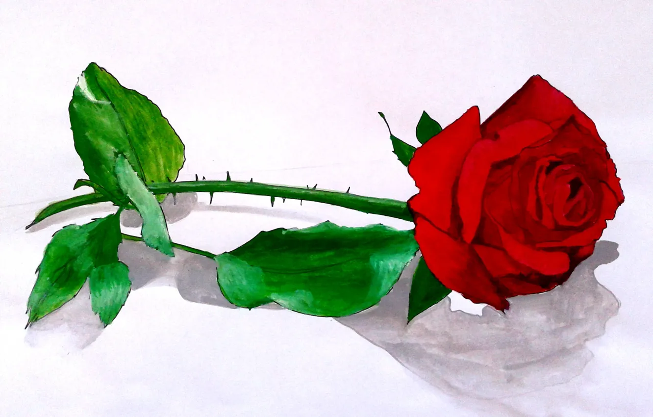 Photo wallpaper white, red, roses, shadow
