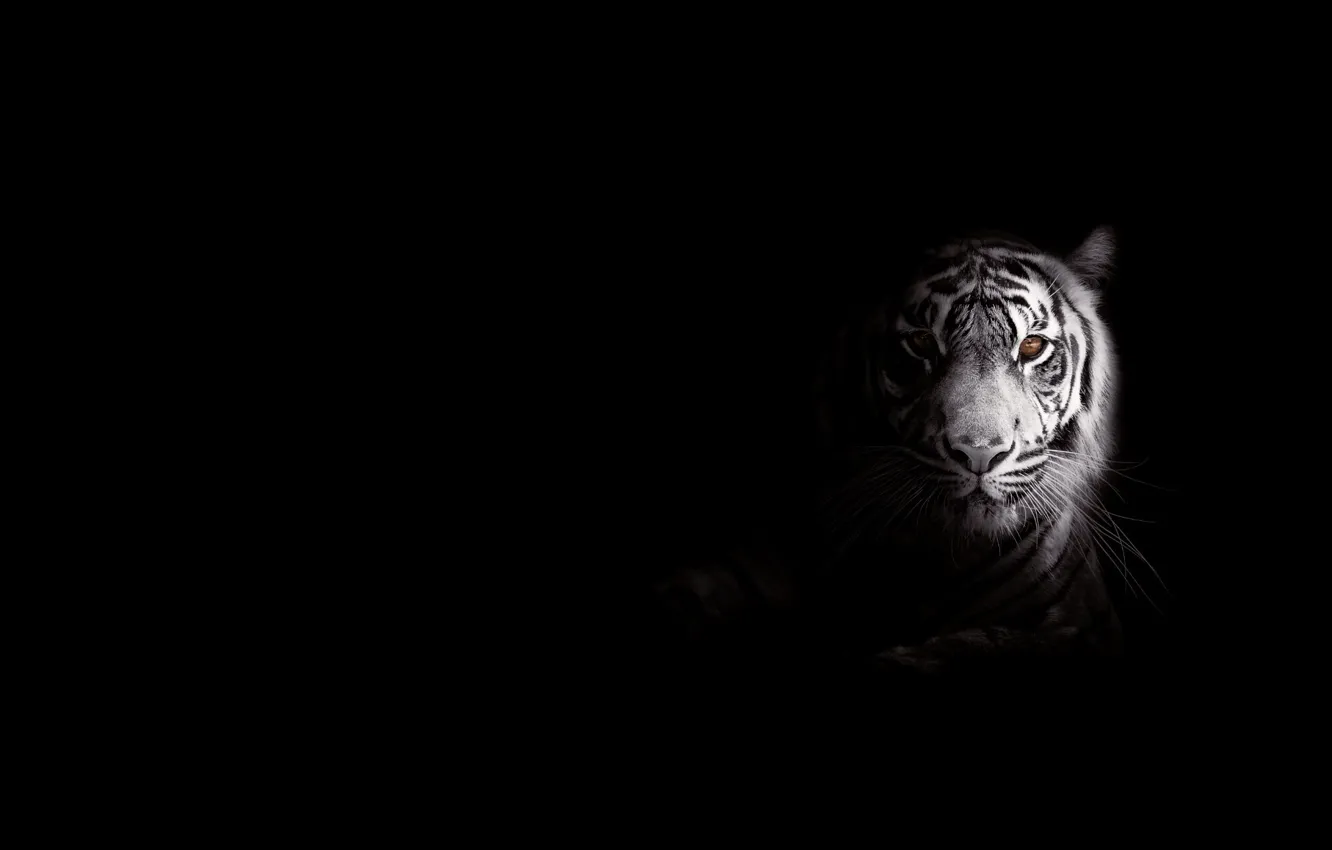 Photo wallpaper strips, tiger, predator, big cat, foo