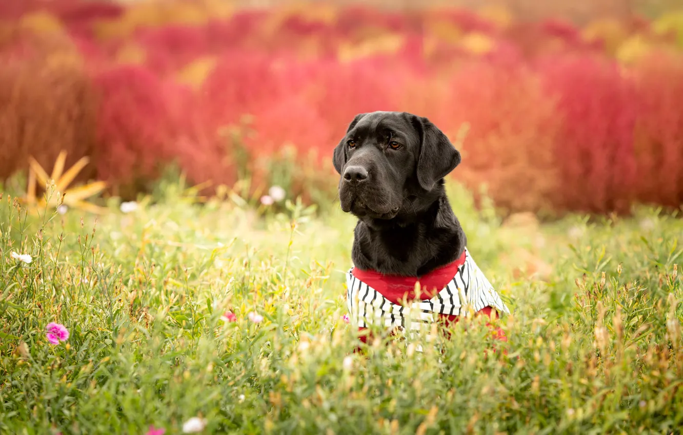 Photo wallpaper greens, grass, look, flowers, pose, glade, black, portrait