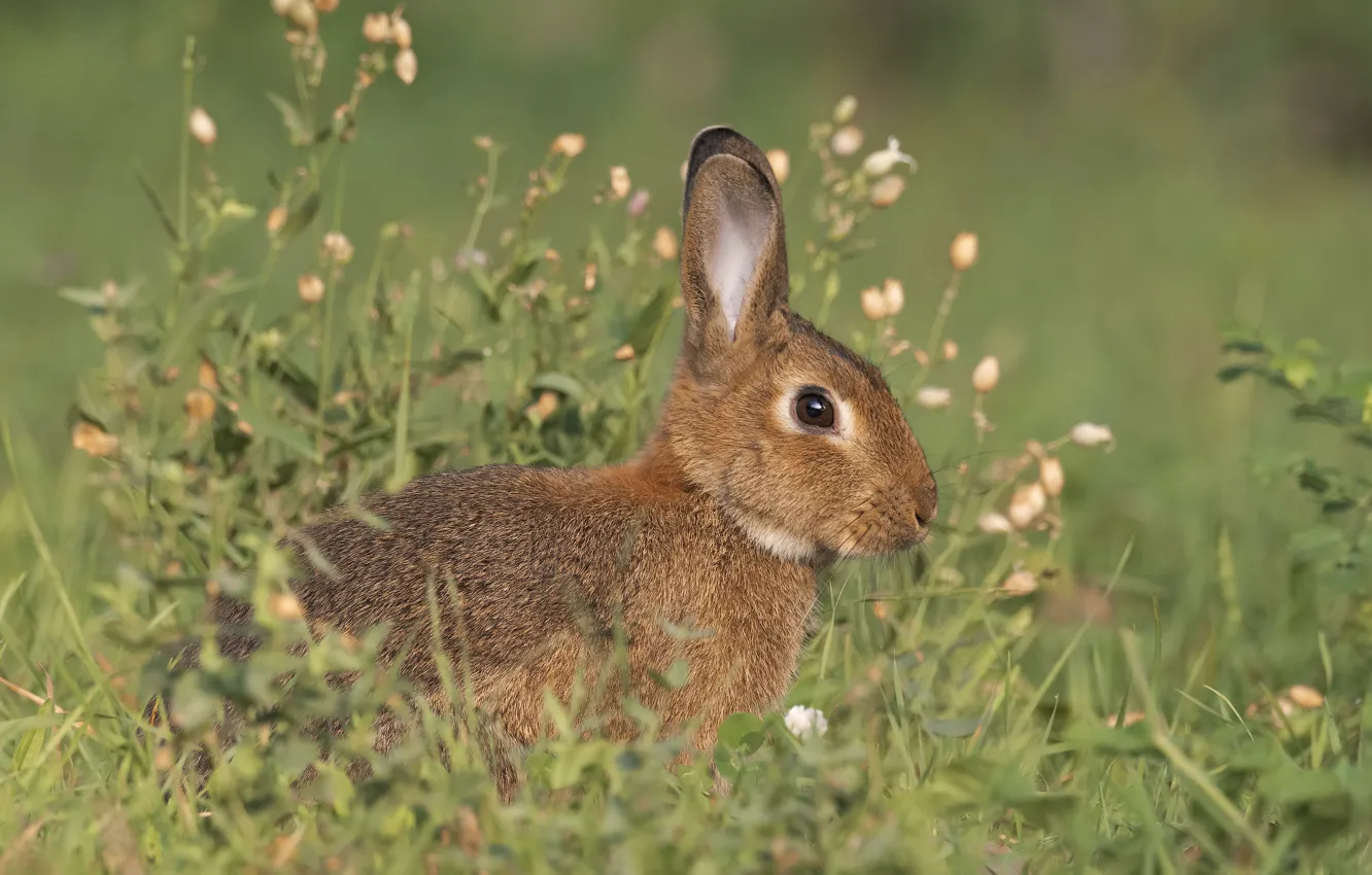 Photo wallpaper look, nature, hare
