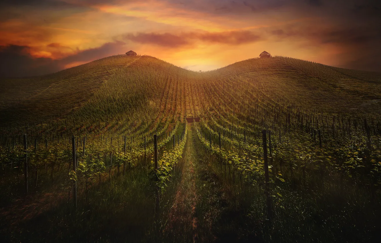 Photo wallpaper sunset, garden, vineyard