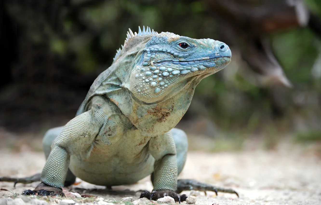 Photo wallpaper pose, reptile, blue iguana