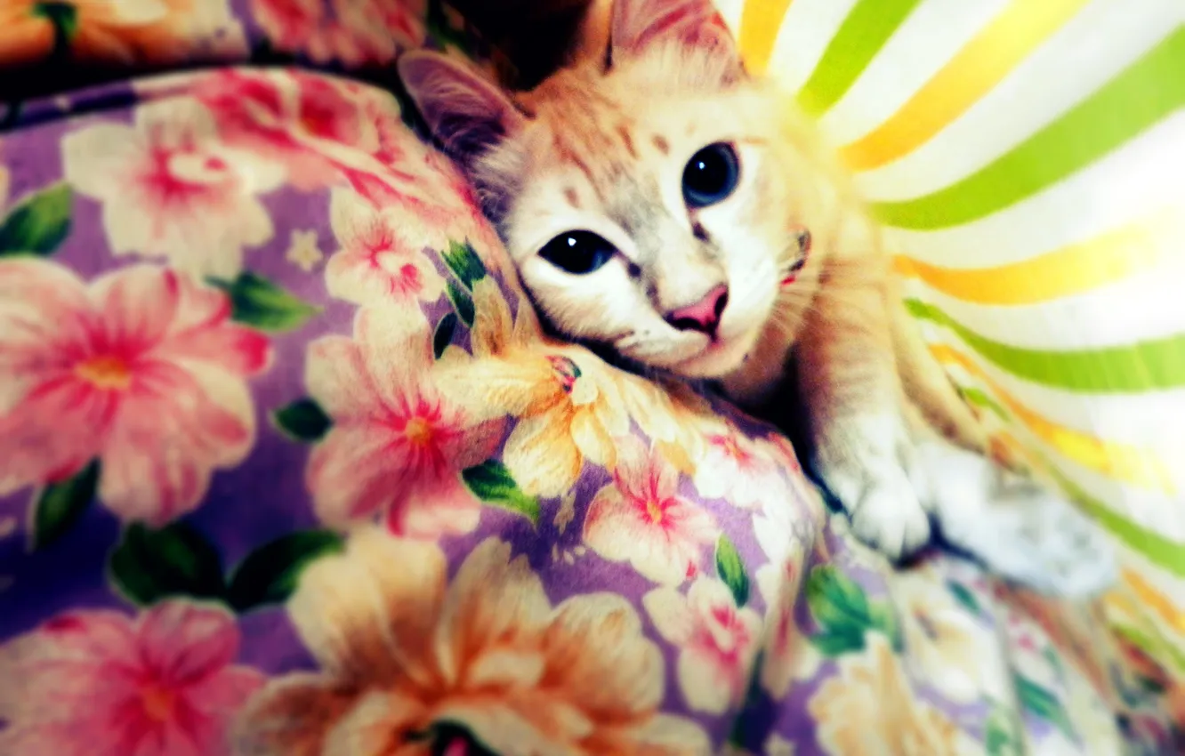 Photo wallpaper cat, look, blanket, kitten, cat, animal, cute, pet