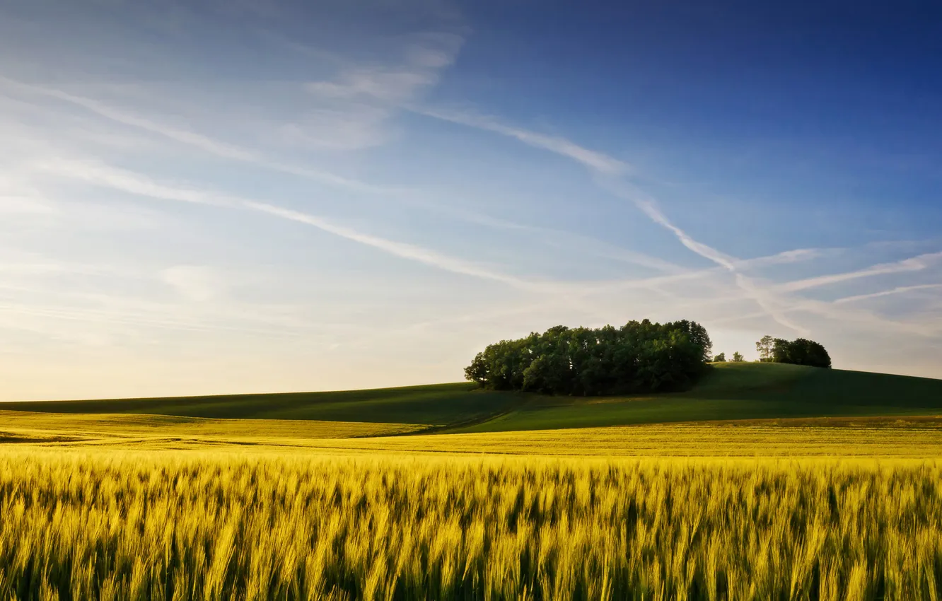 Photo wallpaper wheat, field, summer, the sky, trees, ears