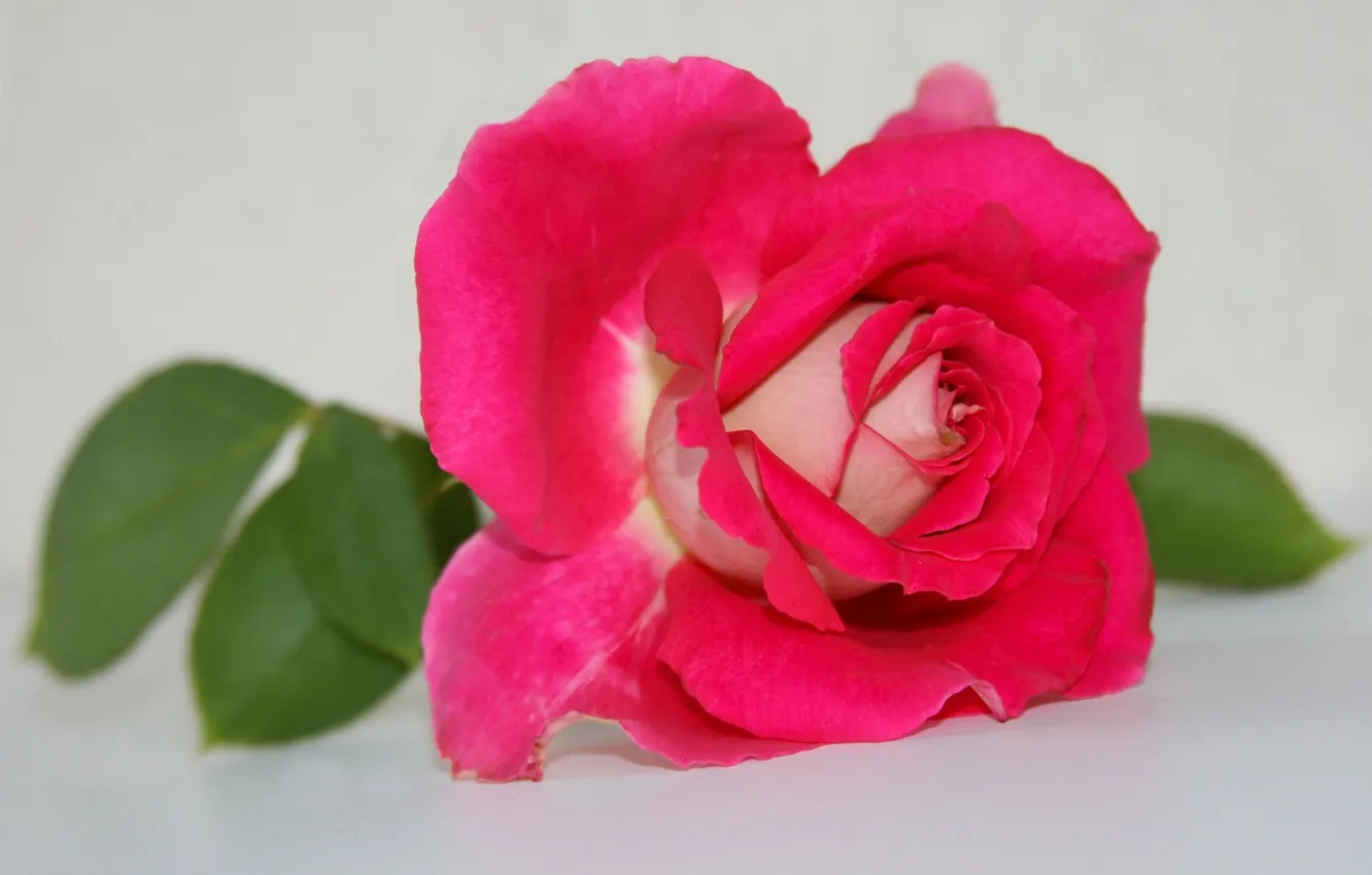 Photo wallpaper macro, roses, petals