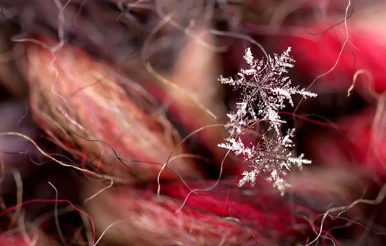 Photo wallpaper macro, snowflakes, background
