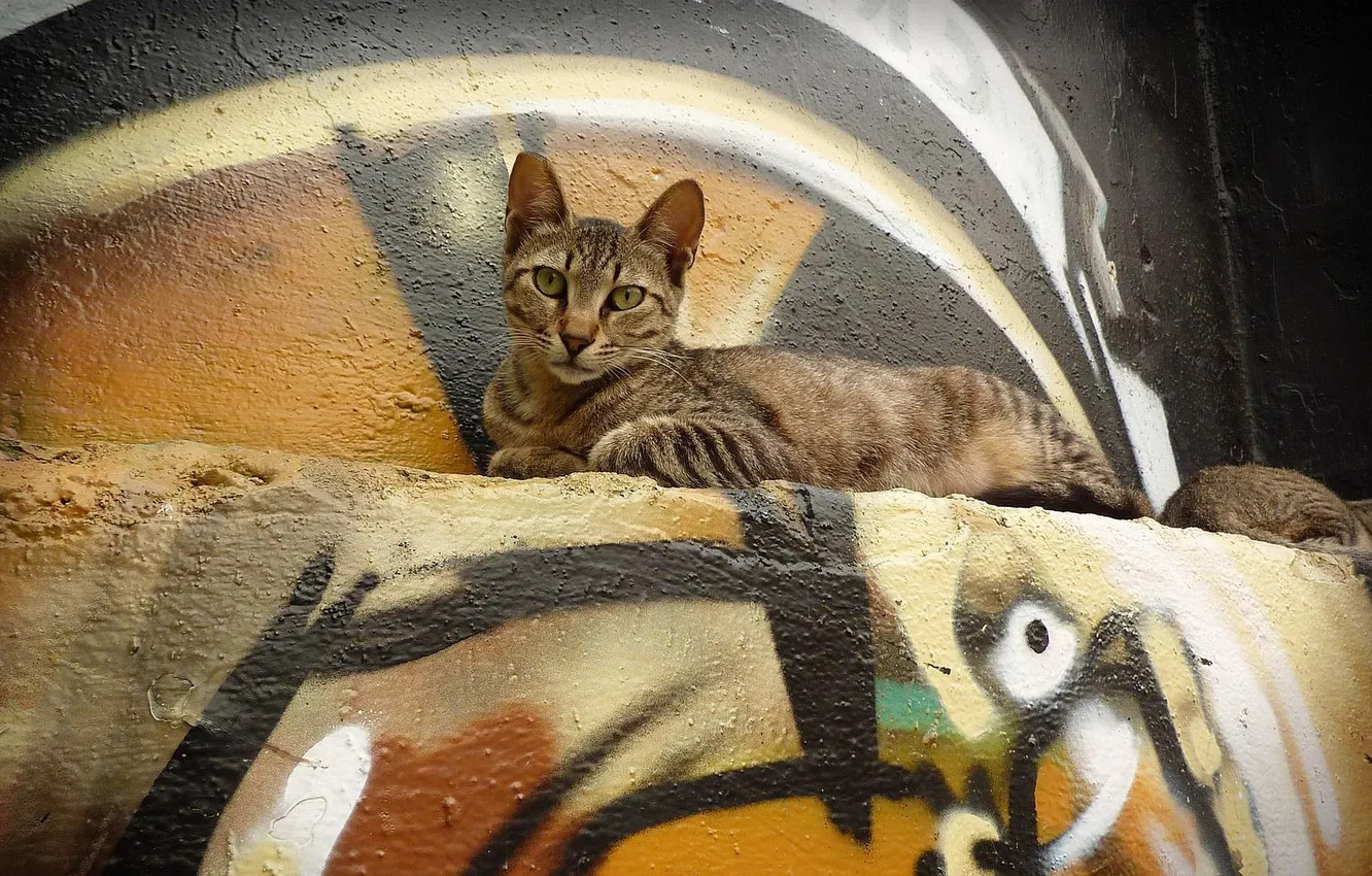 Photo wallpaper cat, wall, graffiti, lies, looks