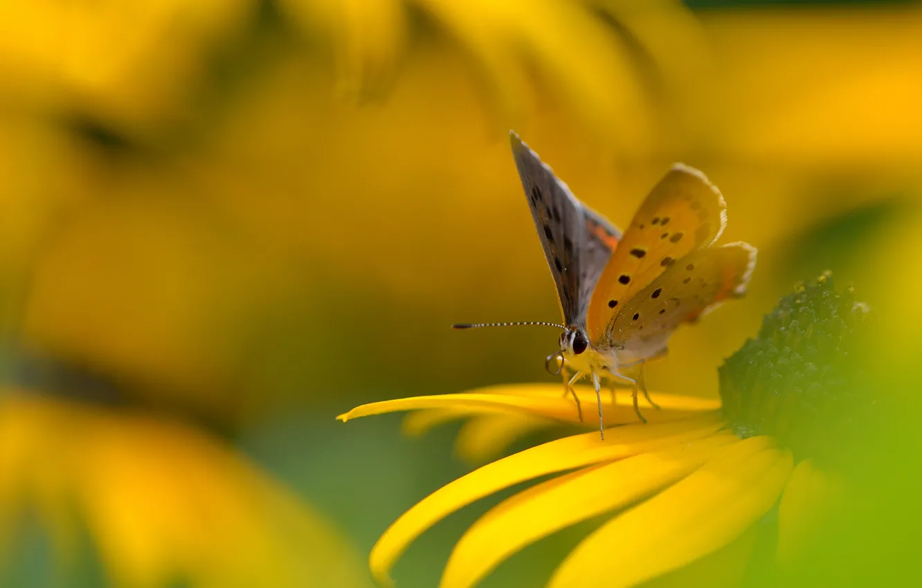 Photo wallpaper flower, yellow, background, butterfly, rudbeckia