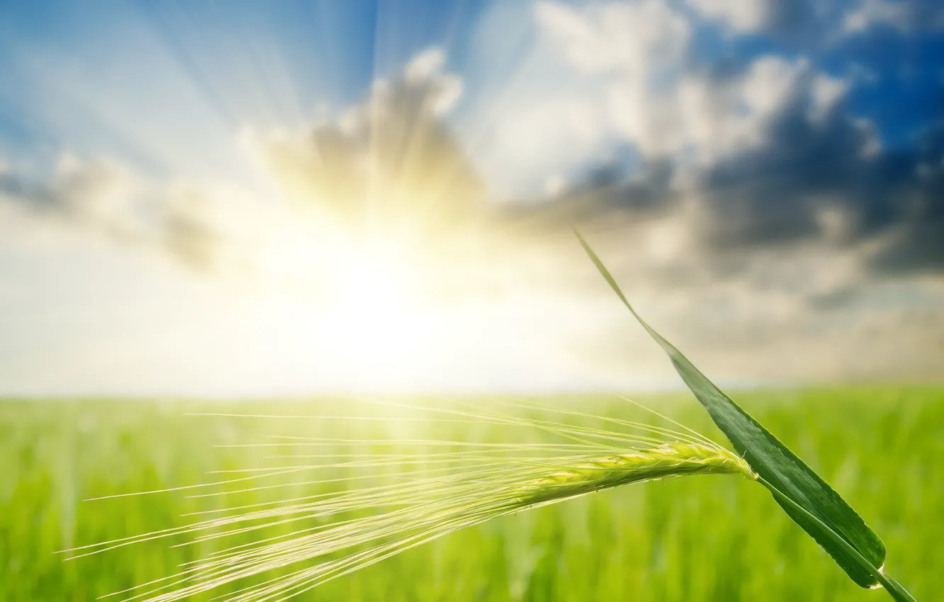 Photo wallpaper field, light, clouds, rye, ears