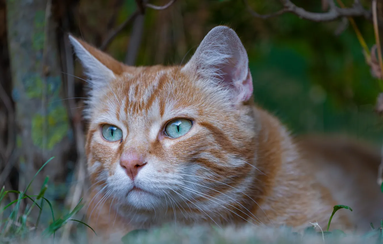 Photo wallpaper cat, look, muzzle, red