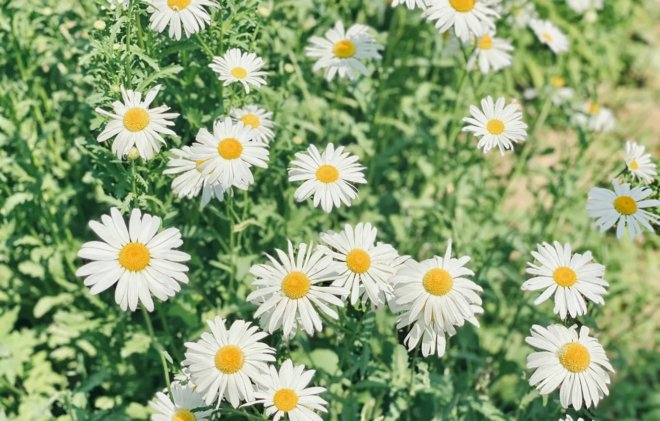 Photo wallpaper field, summer, chamomile