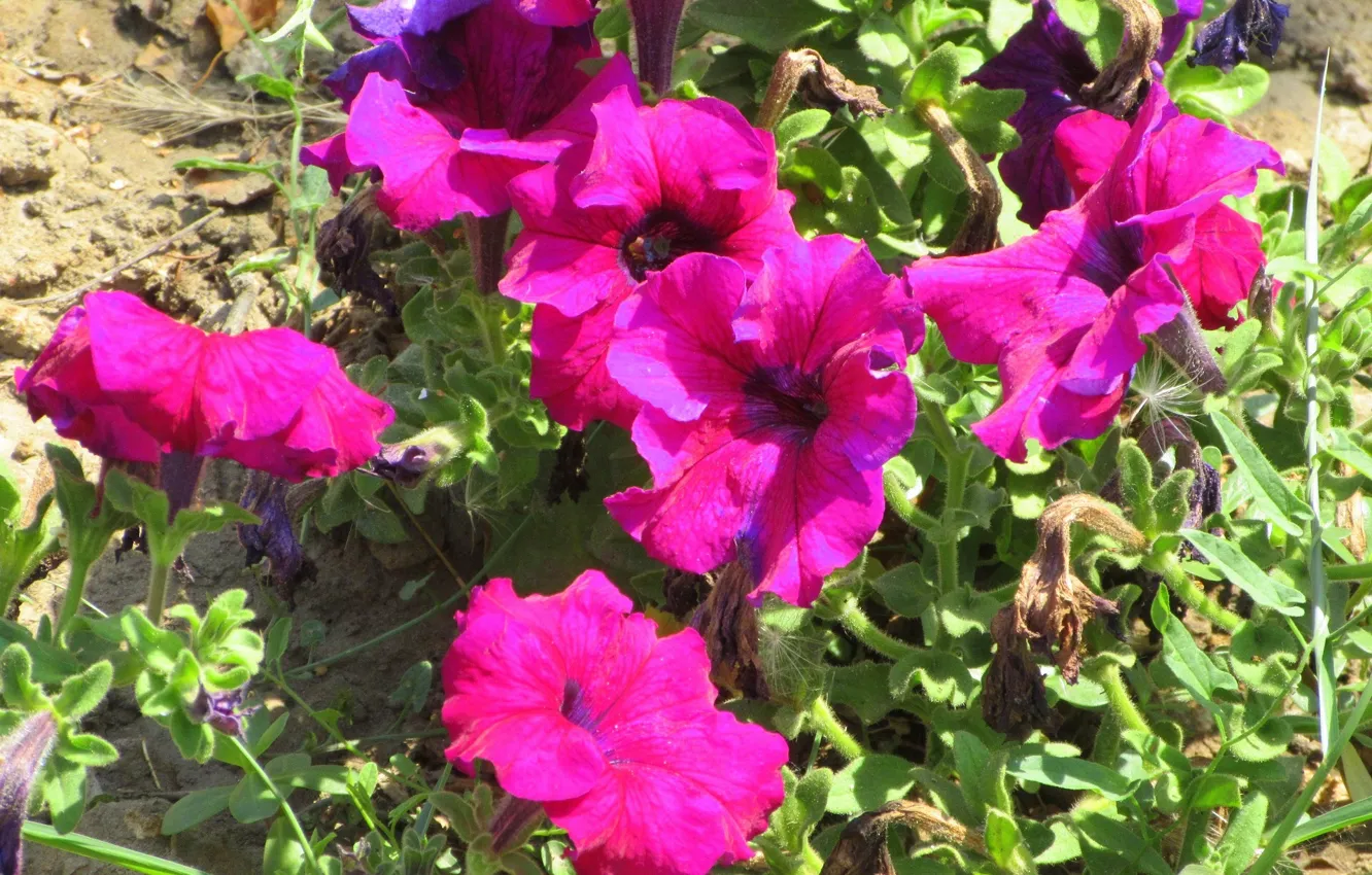 Photo wallpaper Petunia, Meduzanol ©, Summer 2018