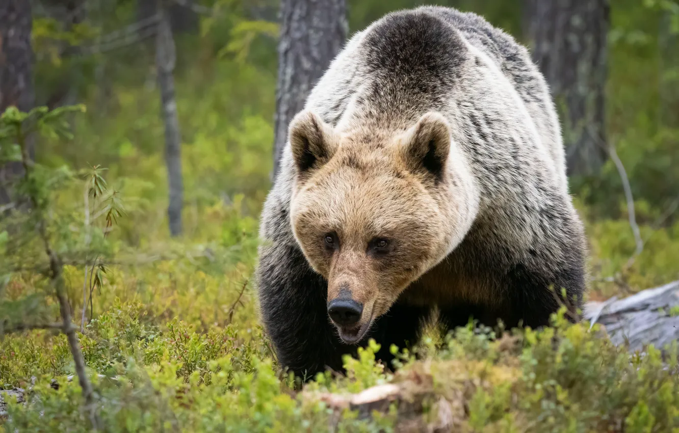 Photo wallpaper glade, bear, walk