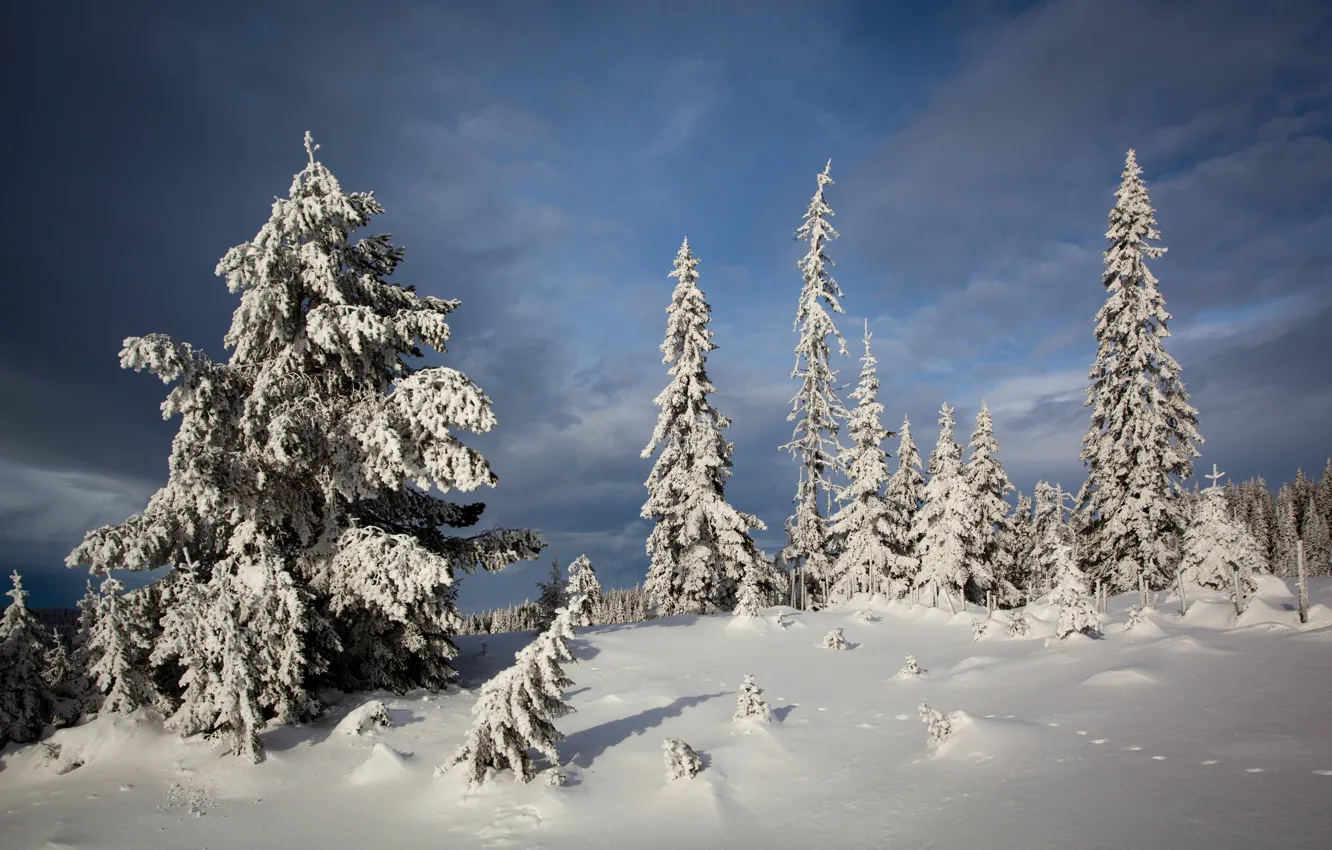 Photo wallpaper winter, snow, trees, ate, Norway, the snow, Norway, Lillehammer
