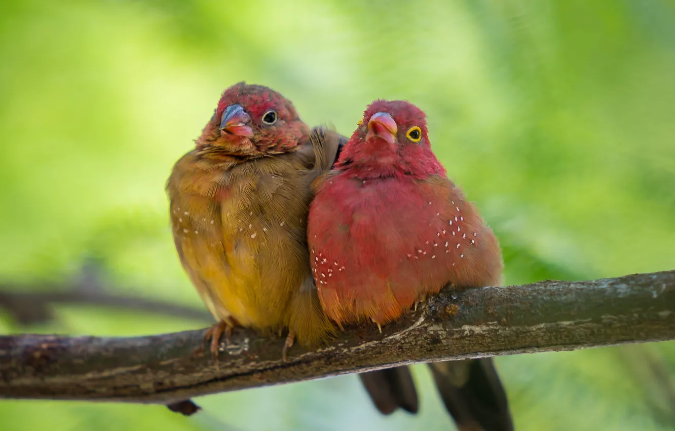 Photo wallpaper birds, background, branch, a couple, Common amaranth