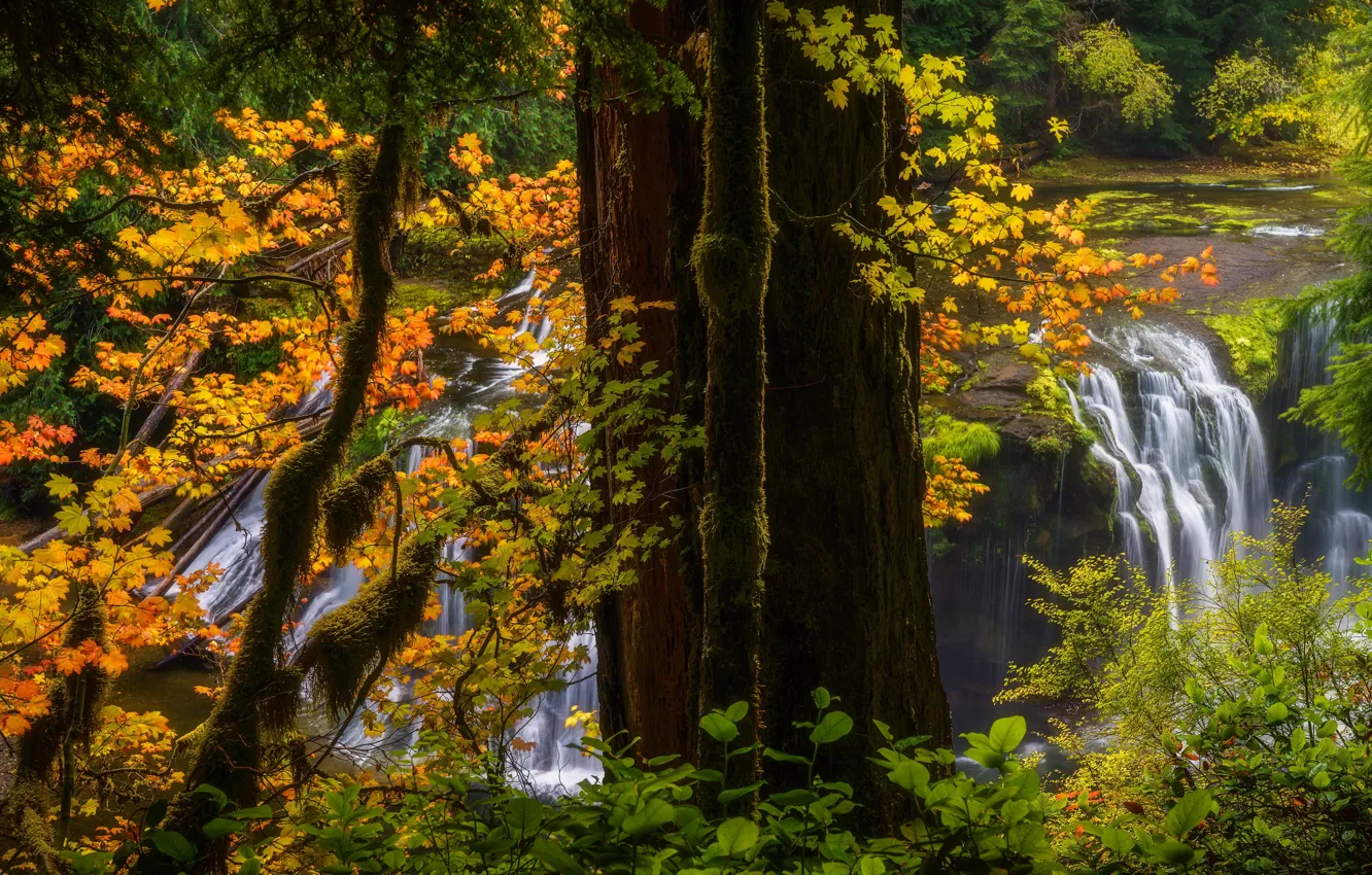 Photo wallpaper autumn, forest, trees, waterfall, trunk