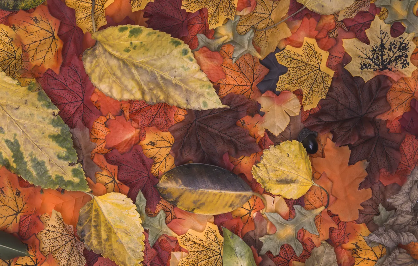 Photo wallpaper autumn, leaves, background, colorful, wood, background, autumn, leaves