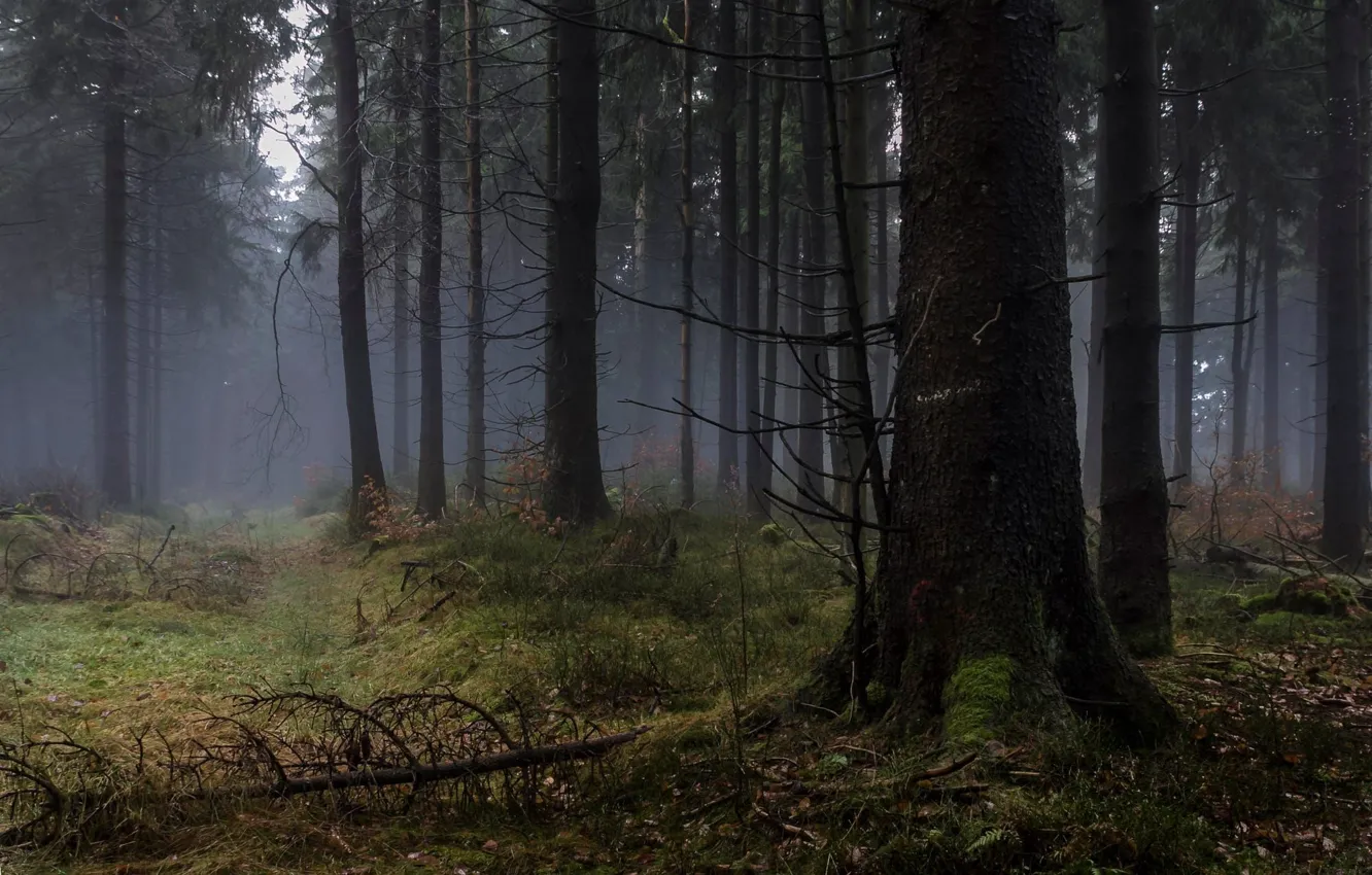 Photo wallpaper forest, trees, nature, fog