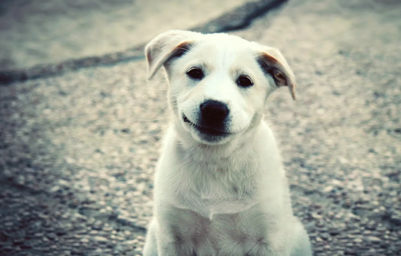 Photo wallpaper white, smile, puppy