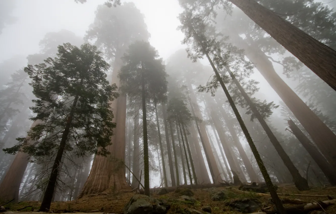 Photo wallpaper forest, the sky, trees, nature, fog, stones, Sequoia