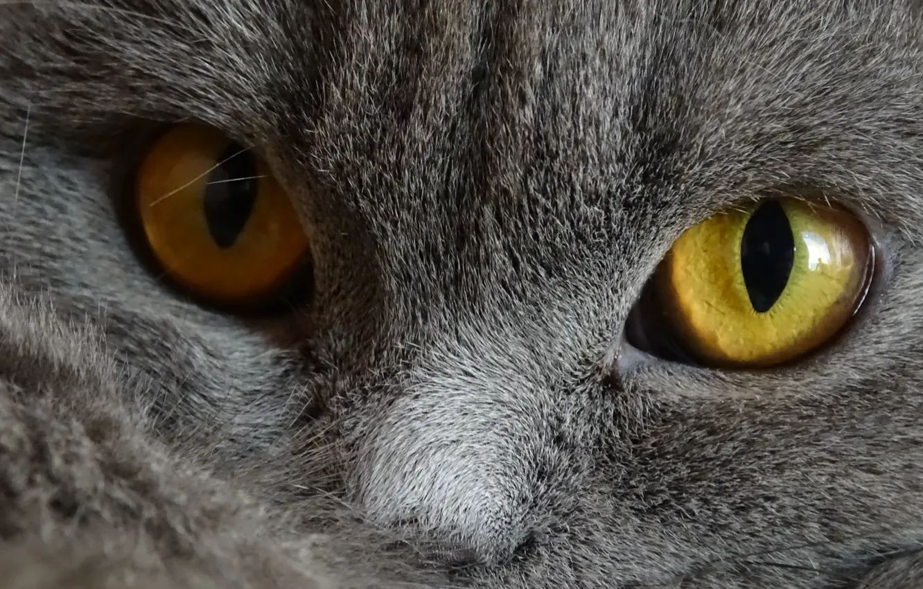 Photo wallpaper Cat, Grey, Eyes, Pets