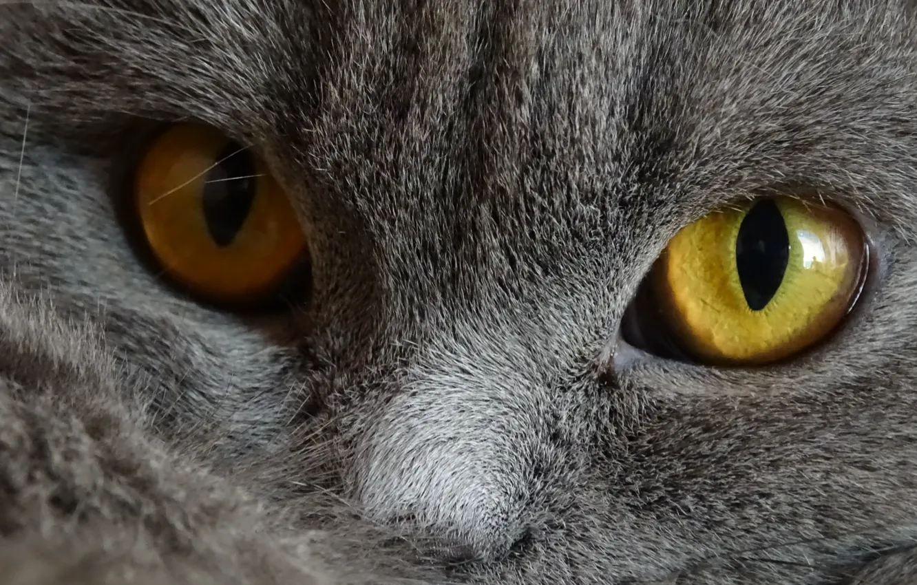 Photo wallpaper cat, eyes, grey, Pets