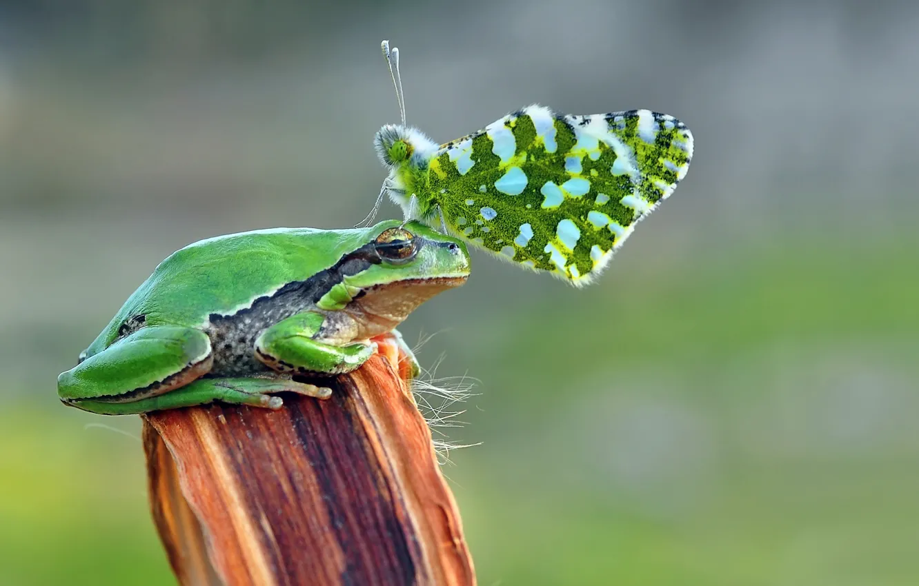 Photo wallpaper green, butterfly, toad