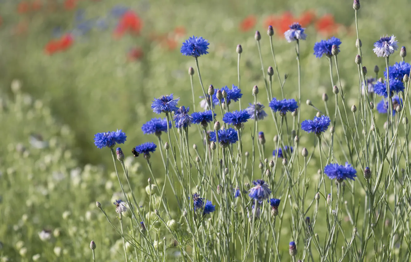 Photo wallpaper field, summer, flowers, blue, meadow, field, cornflowers