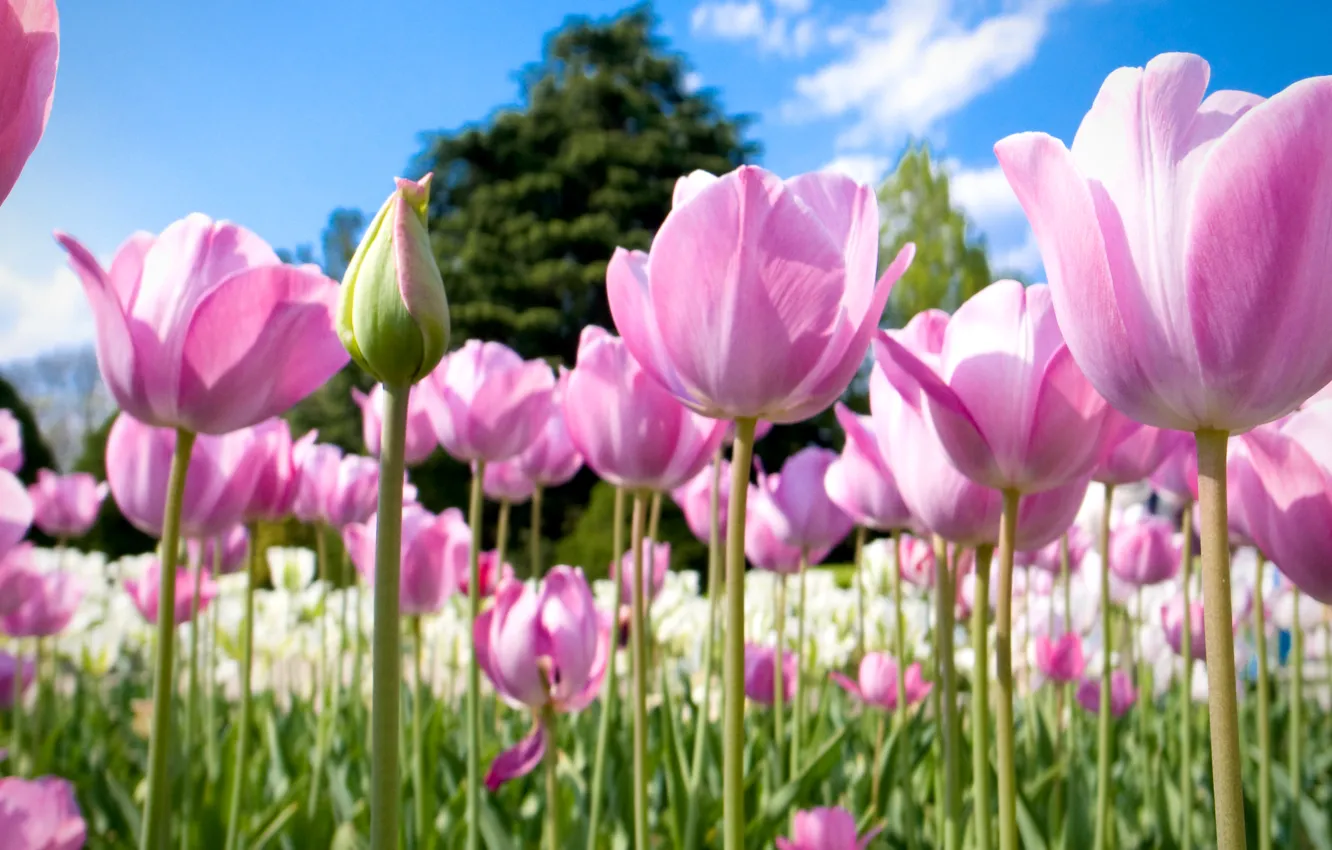 Photo wallpaper field, the sky, trees, nature, petals, meadow, tulips