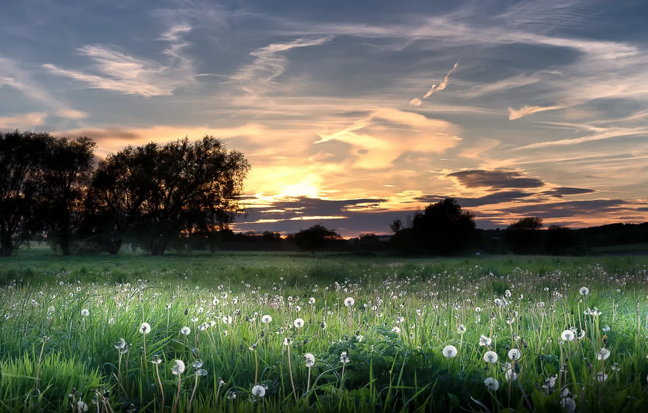 Photo wallpaper field, summer, sunset, dandelions