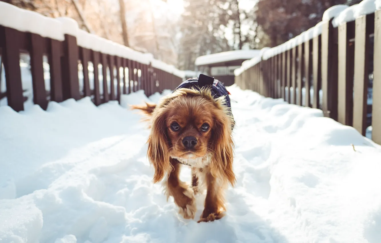 Photo wallpaper winter, snow, bridge, dog, morning, bridge, dog, winter