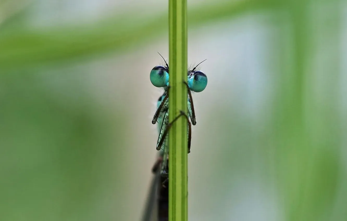Photo wallpaper eyes, nature, stem, insect