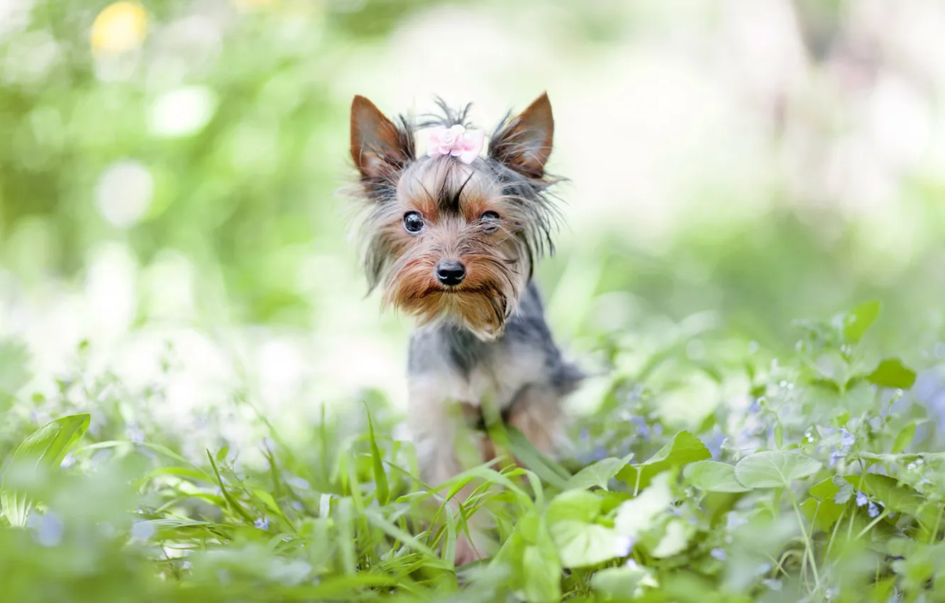 Photo wallpaper greens, grass, flowers, dog, bow, Yorkshire Terrier