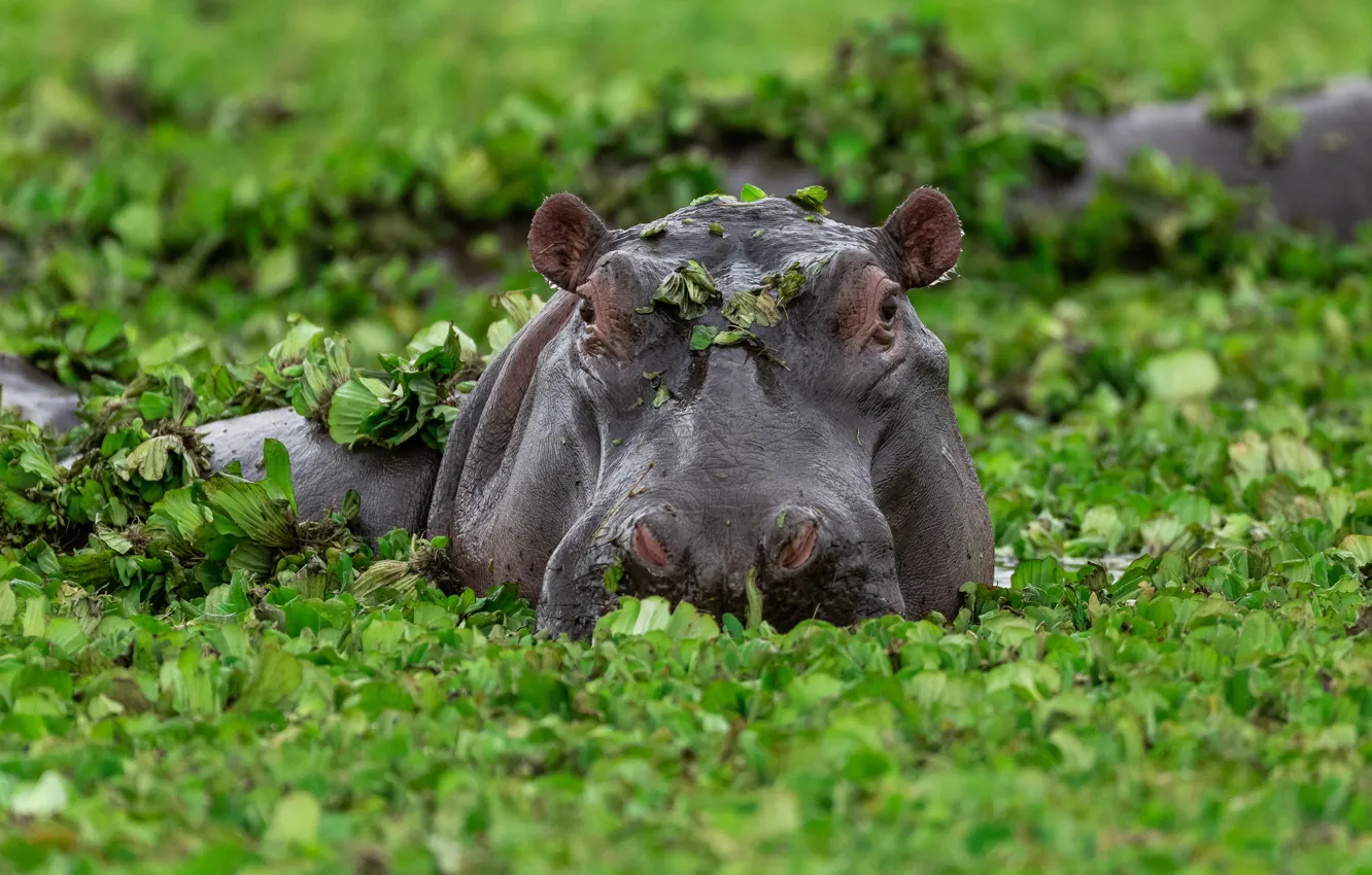 Photo wallpaper greens, face, leaves, swamp, bathing, Hippo, Africa, pond