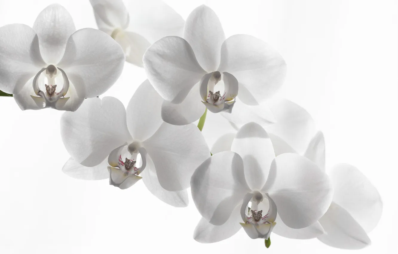 Photo wallpaper white background, Orchid, white Orchid