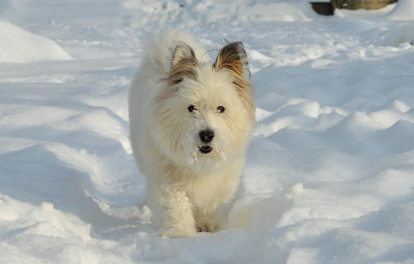 Photo wallpaper winter, snow, dog, dog, winter, snow, The West highland white Terrier