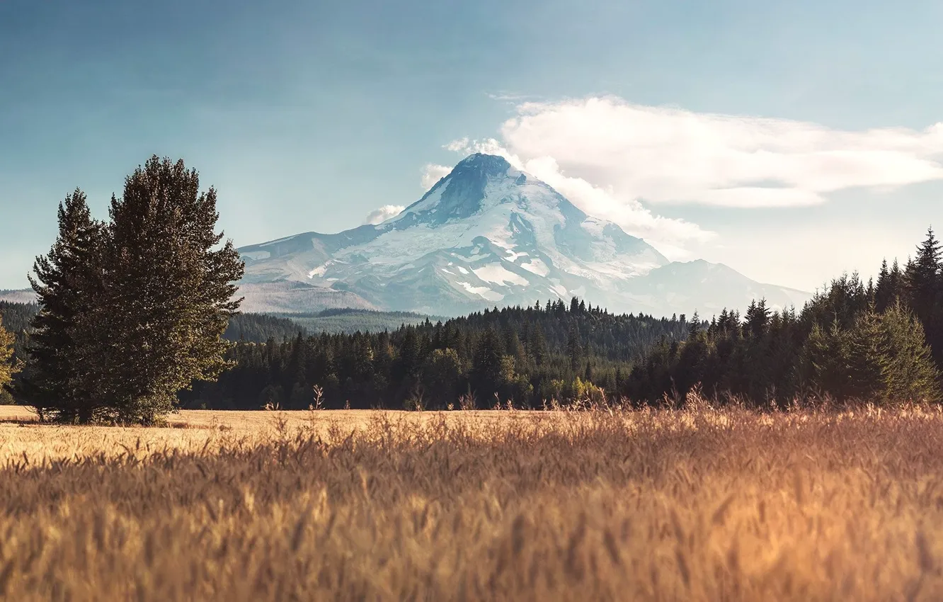 Photo wallpaper forest, mountains, tops, spruce forest, Cereal, Grain Field