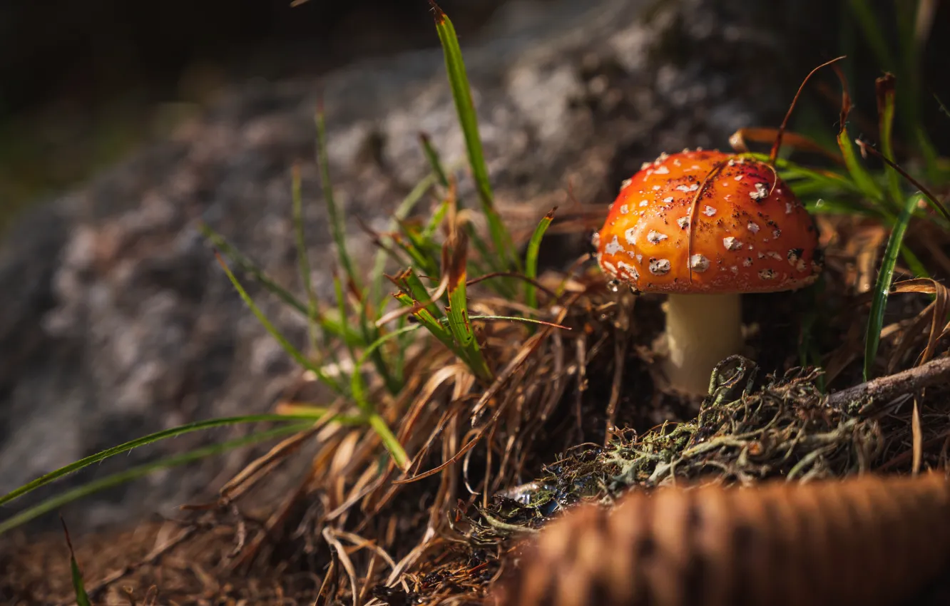 Photo wallpaper forest, grass, orange, the dark background, mushroom, mushroom, bump, bokeh