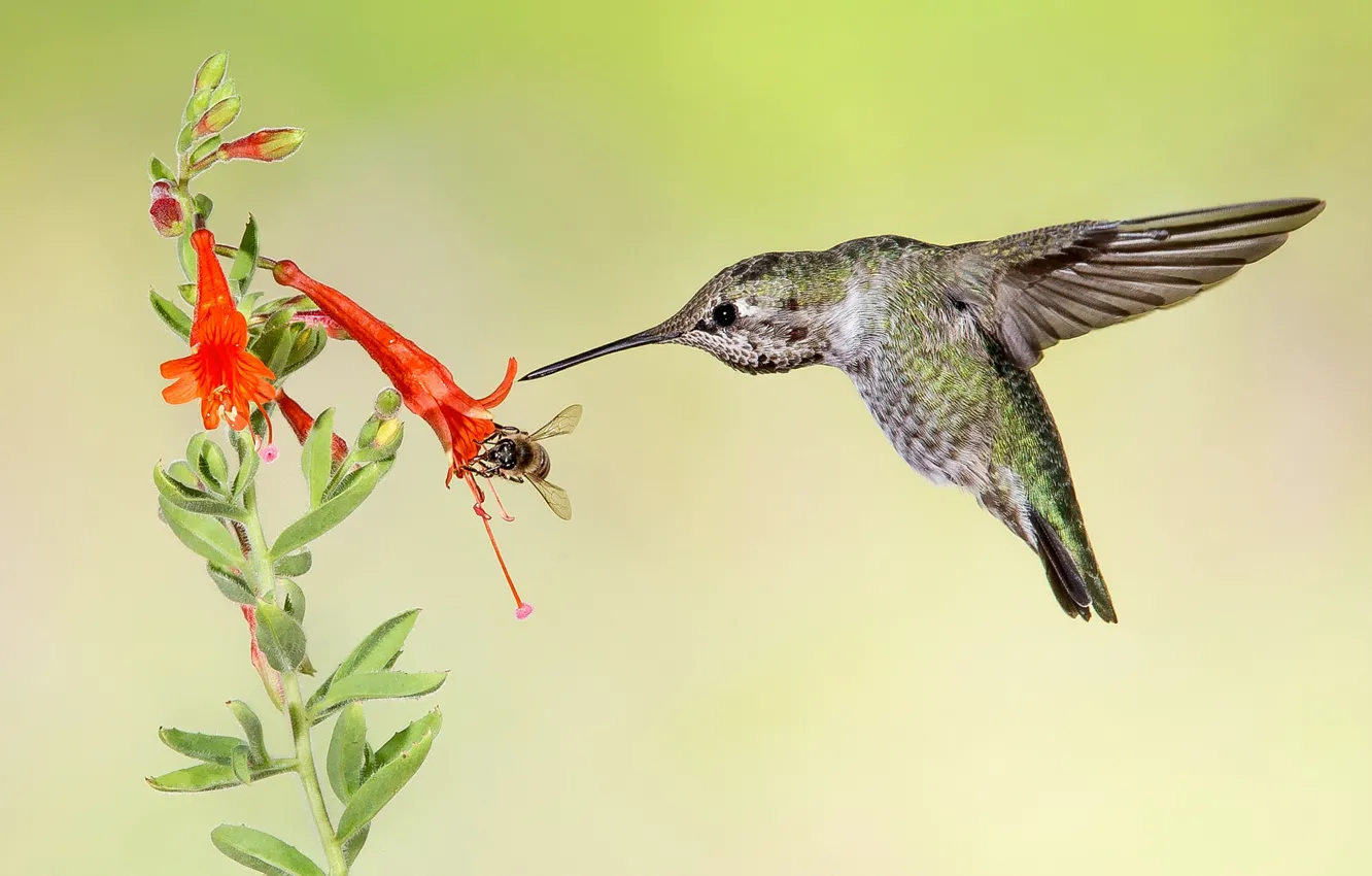 Photo wallpaper flowers, bird, wings, beak, Hummingbird, Calypte Anna