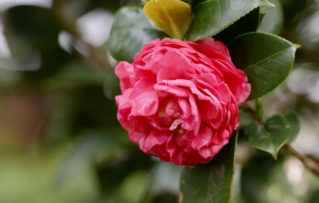 Photo wallpaper leaves, macro, flowers, red, bokeh, Camellia