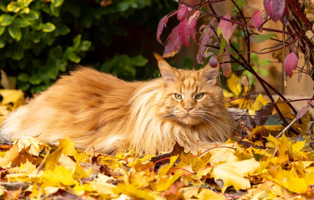 Photo wallpaper autumn, cat, cat, look, branches, nature, pose, foliage