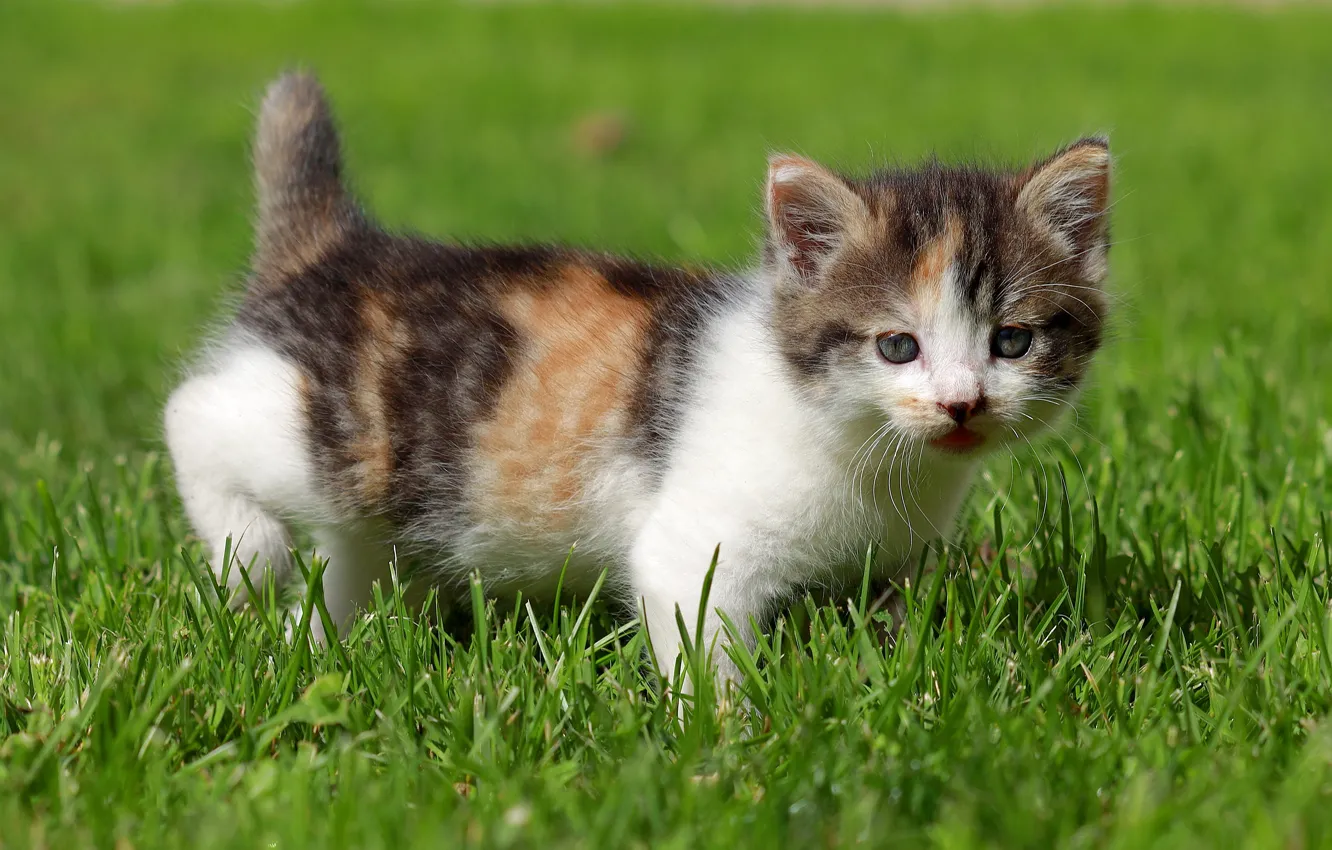 Photo wallpaper cat, grass, glade, baby, kitty, ponytail, Munchkin
