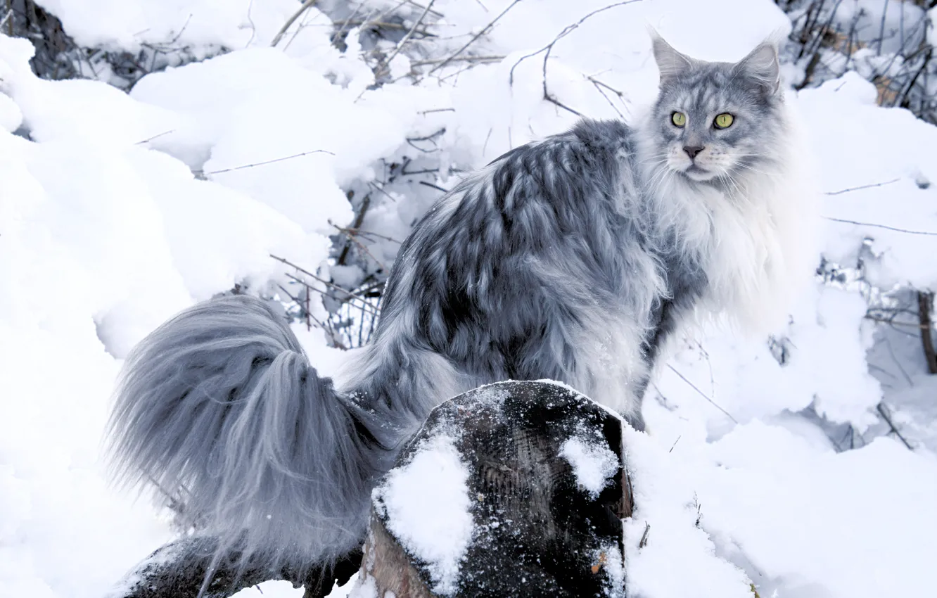Photo wallpaper winter, cat, cat, look, face, snow, branches, nature
