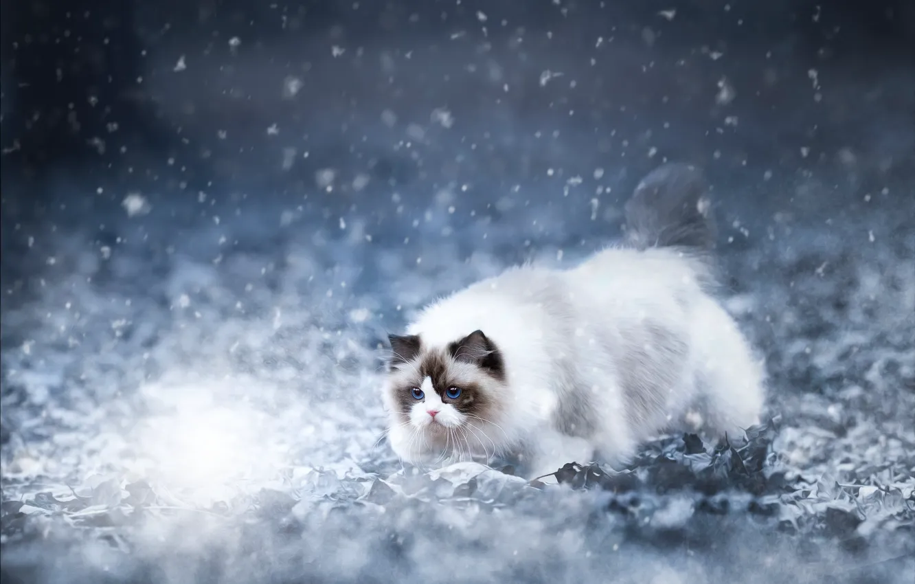 Photo wallpaper ice, winter, cat, cat, look, light, snow, nature