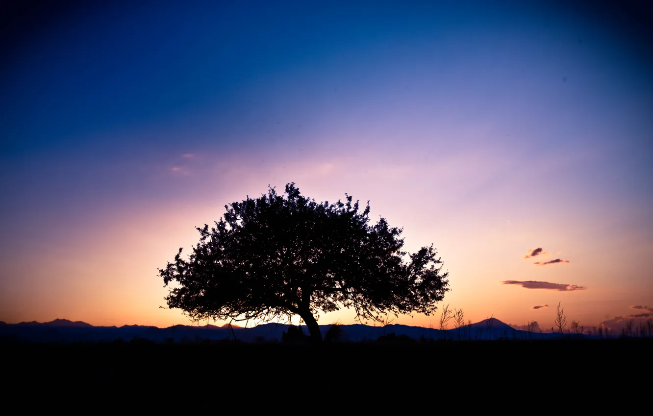 Photo wallpaper sunshine, landscape, tree