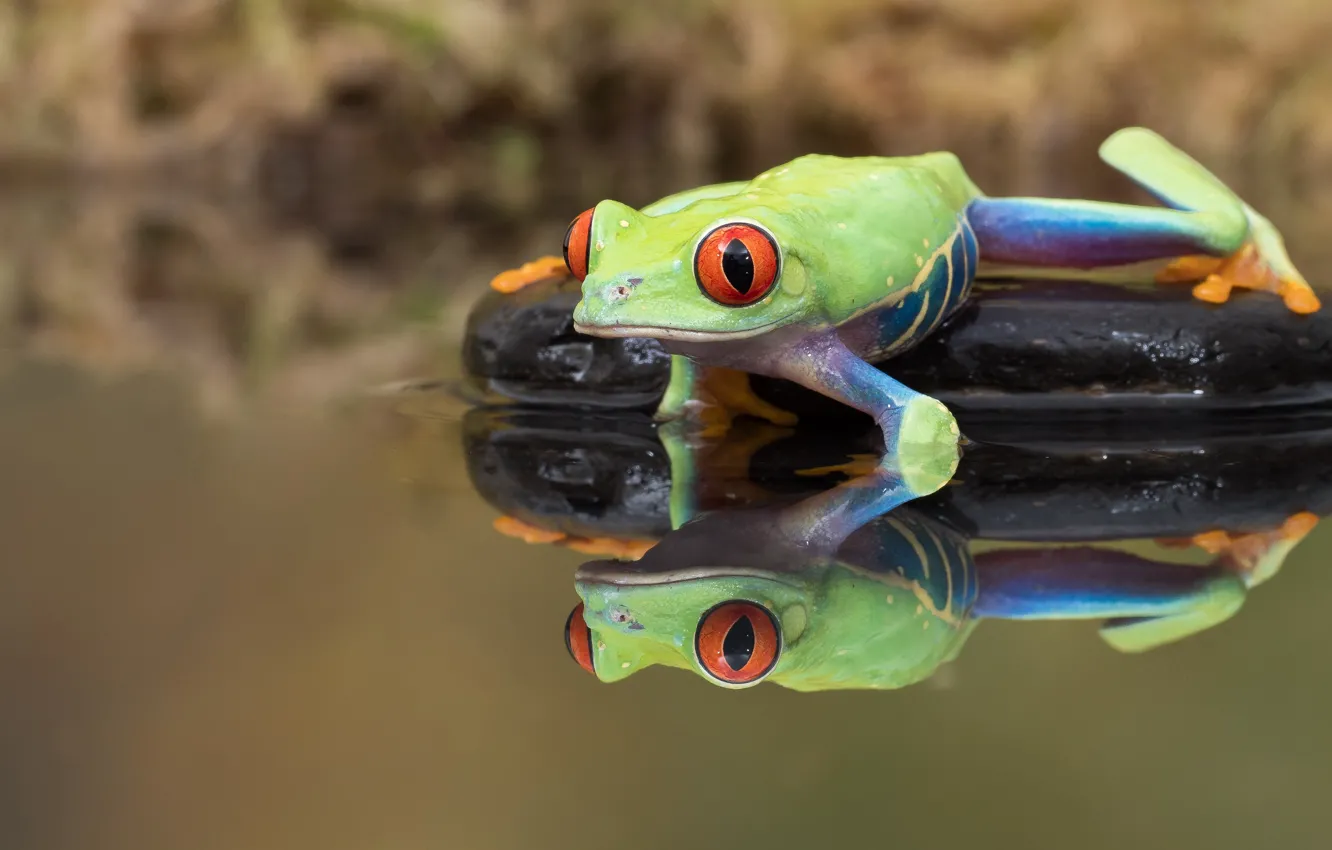 Photo wallpaper water, pose, green, reflection, stones, background, frog, mirror